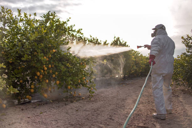 Best Termite Inspection and Treatment  in Hopewell, TN